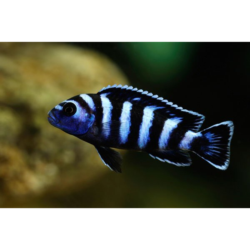 Pseudotropheus Demasoni 4-5cm